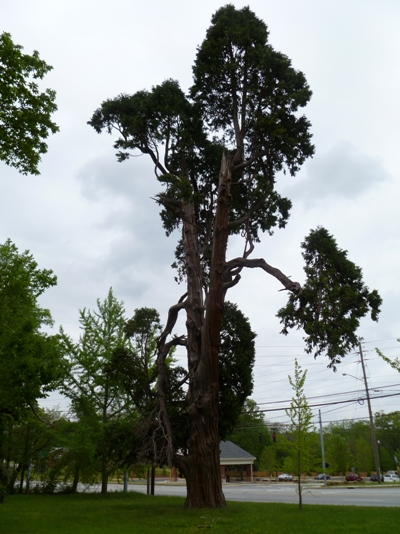 Champion Trees | Georgia Forestry Commission